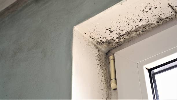 Best Mold Prevention Services  in Flat Rock, NC