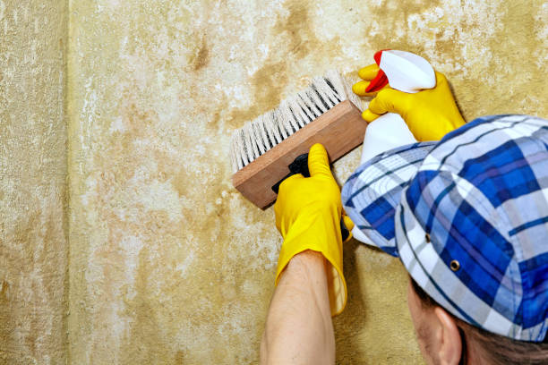  Flat Rock, NC Mold Removal Pros