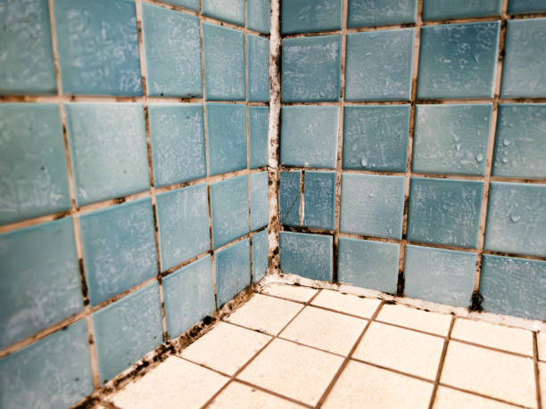 Best Emergency Mold Remediation  in Flat Rock, NC