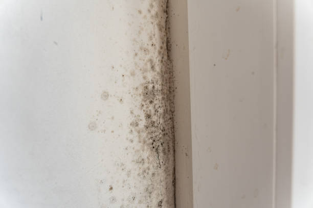 Best Water Damage & Mold Remediation  in Flat Rock, NC